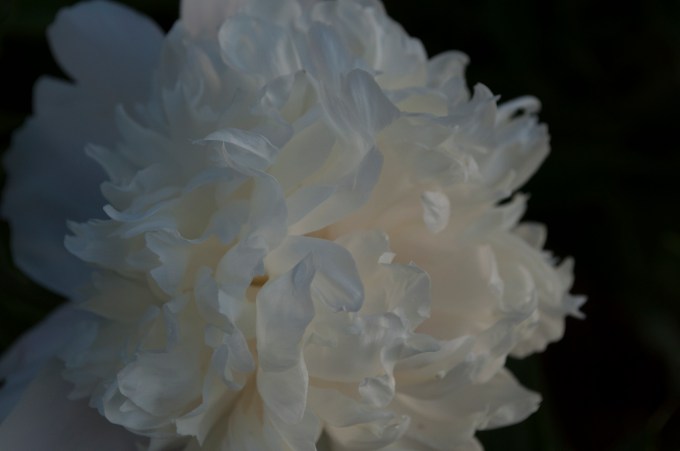 peony_2014